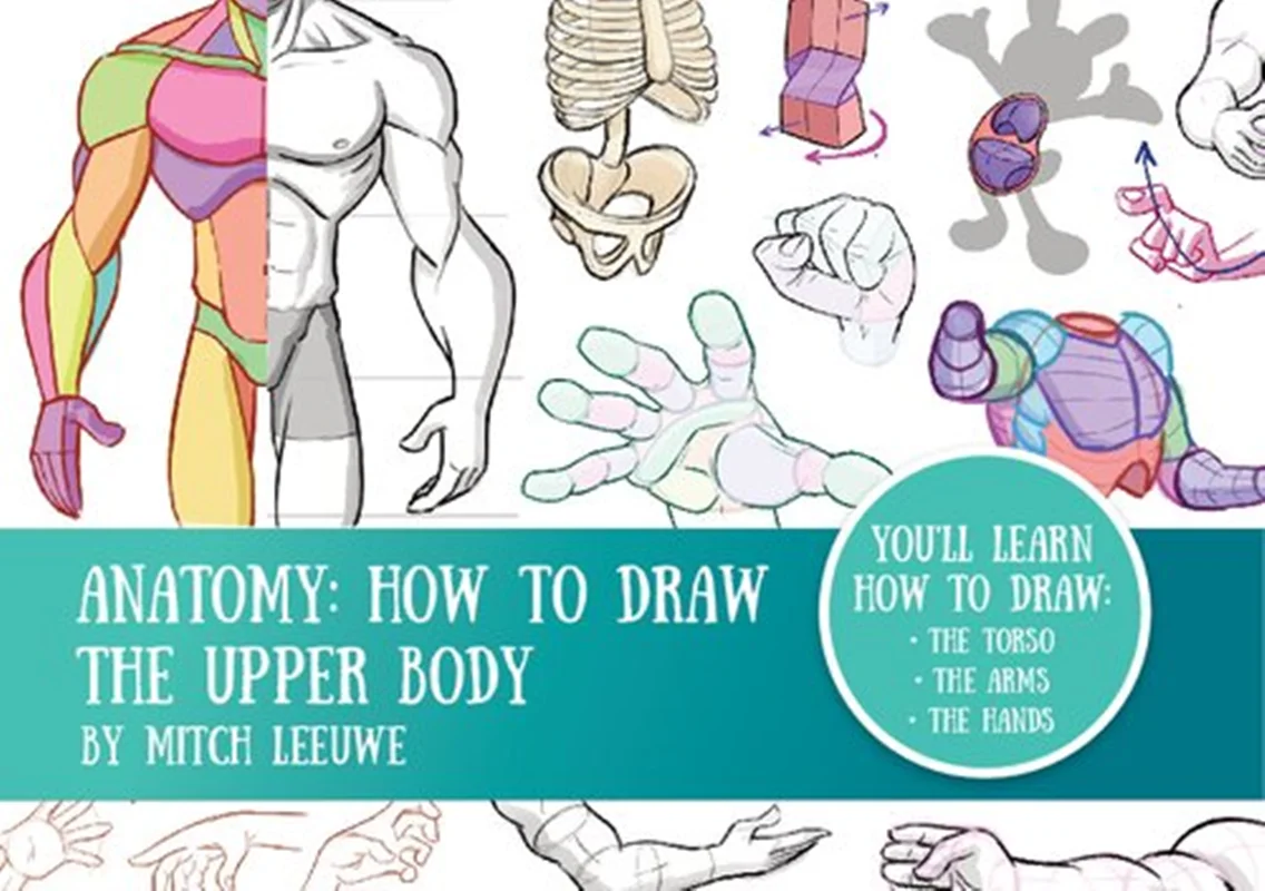 Anatomy How To Draw The Upper Body